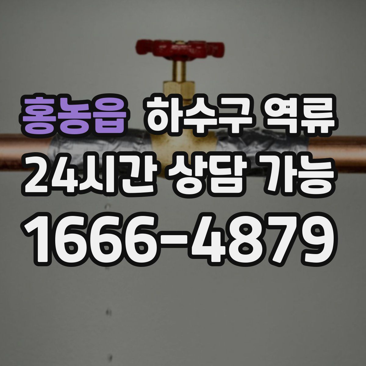 홍농읍 하수구 역류