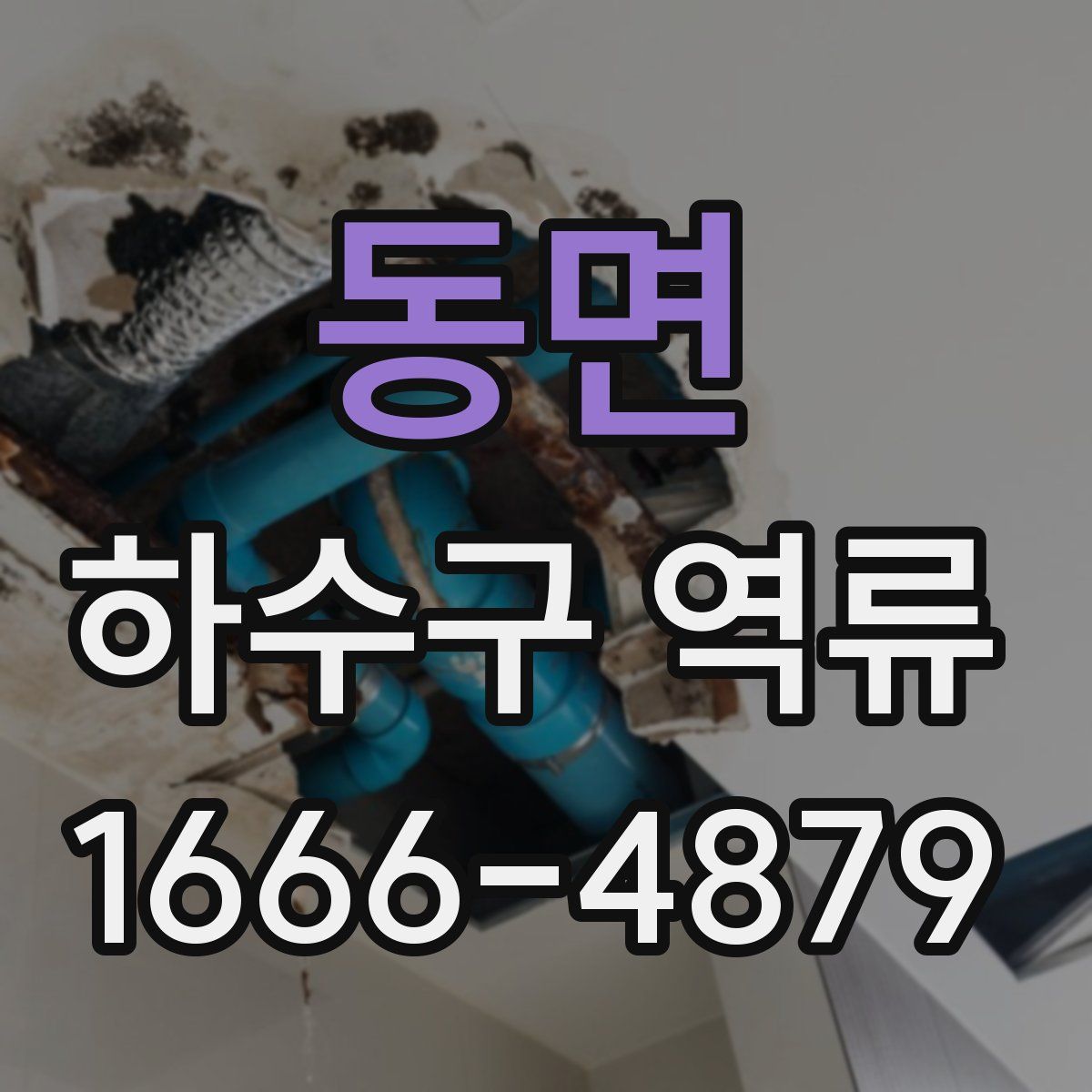 동면 하수구 역류