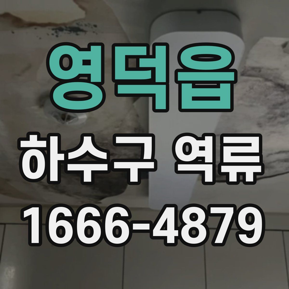 영덕읍 하수구 역류
