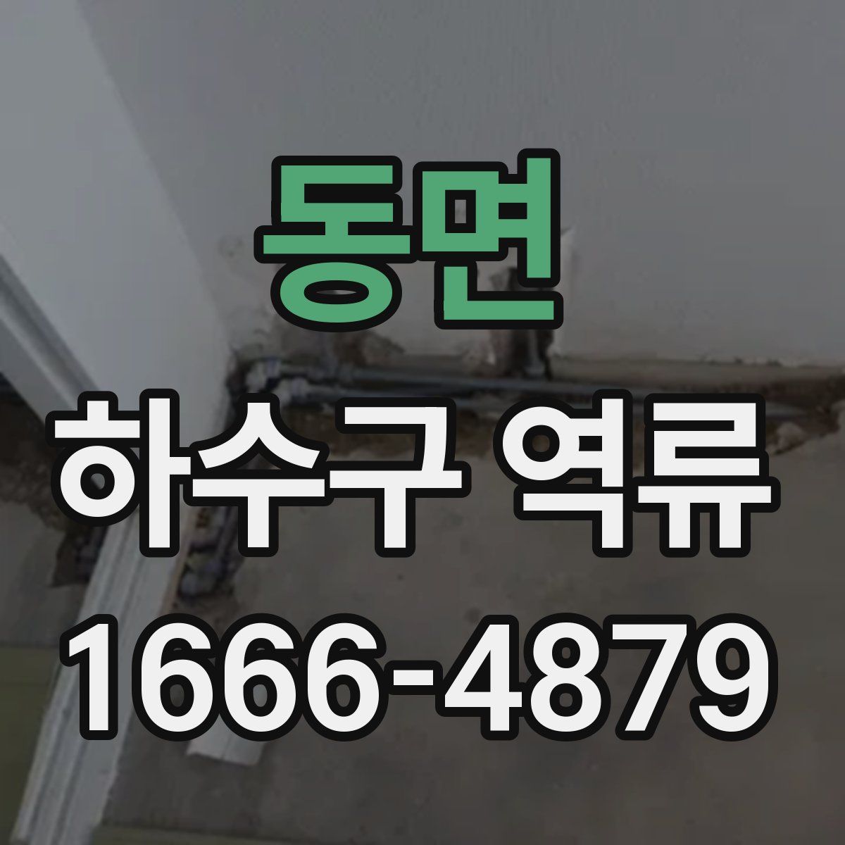 동면 하수구 역류