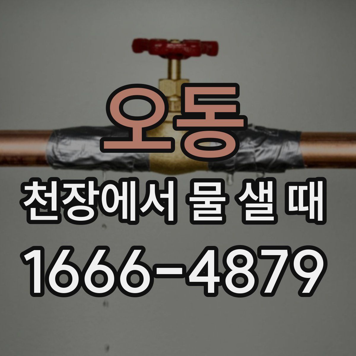 오동 천장에서 물 샐 때