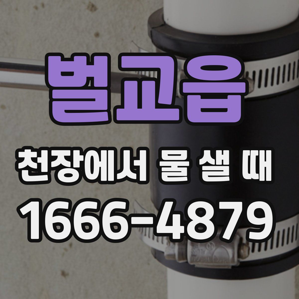 벌교읍 천장에서 물 샐 때