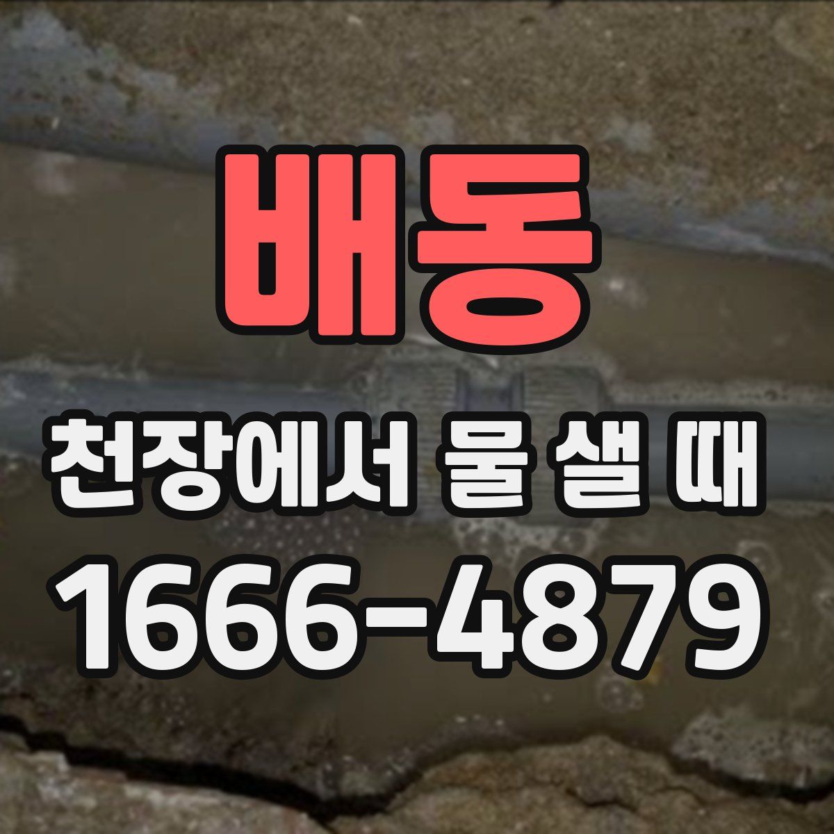 배동 천장에서 물 샐 때