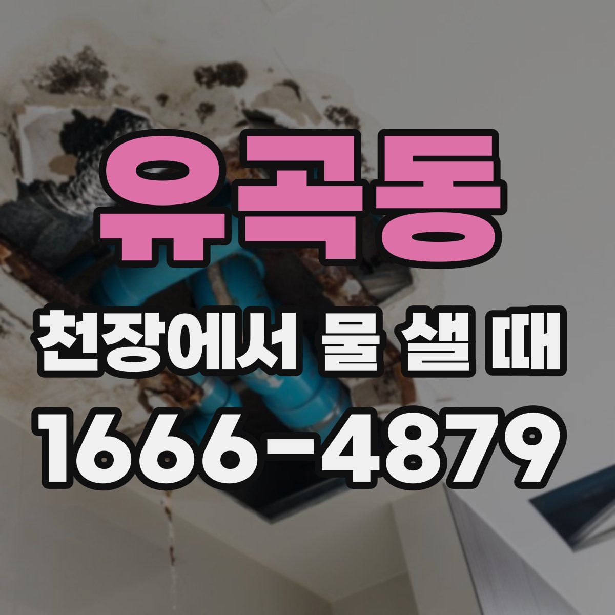 유곡동 천장에서 물 샐 때