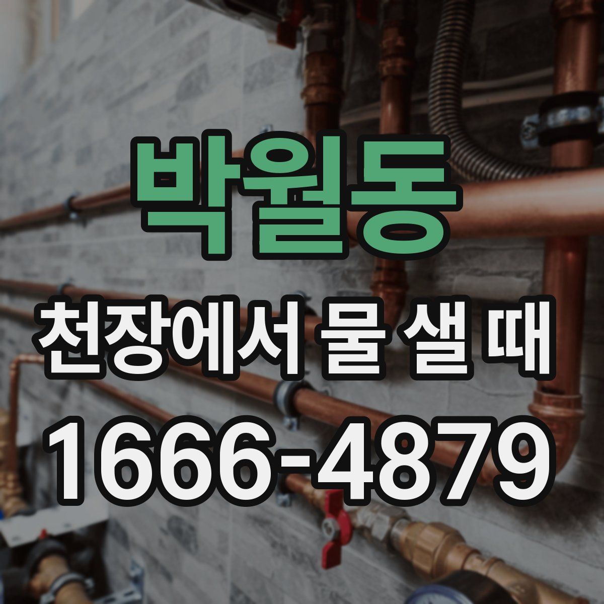 박월동 천장에서 물 샐 때