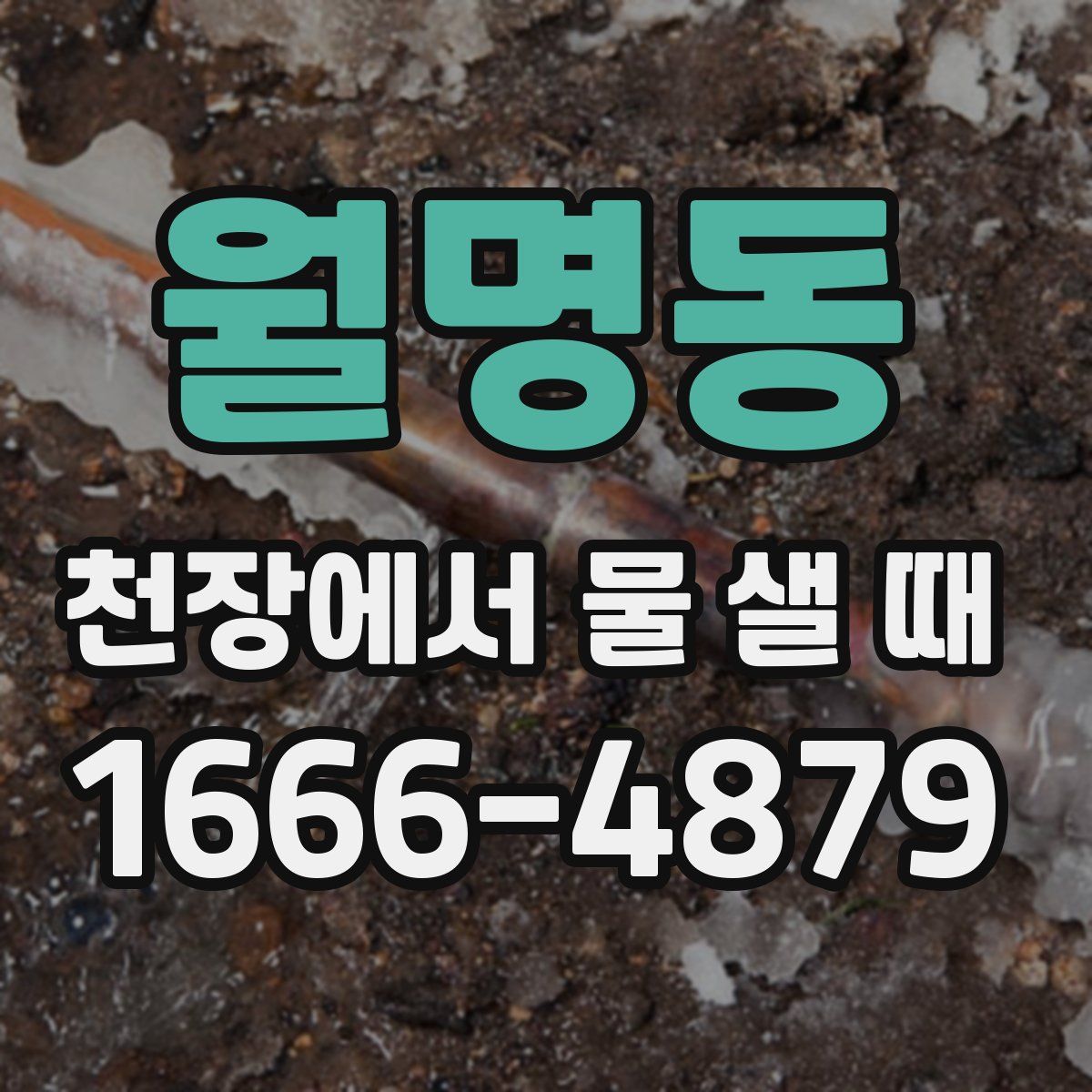 월명동 천장에서 물 샐 때