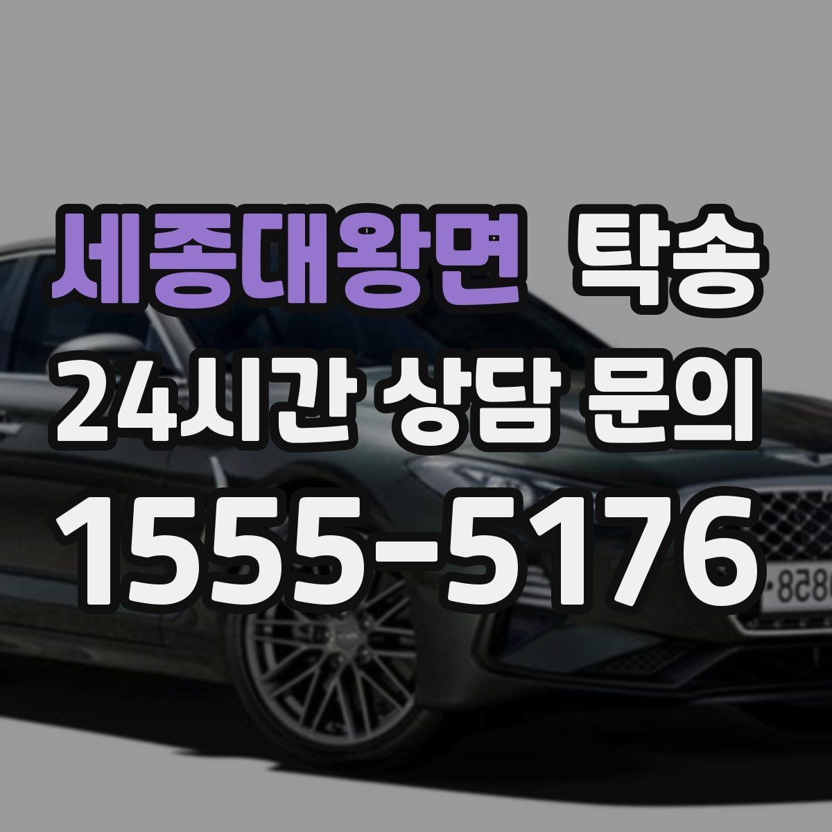 세종대왕면 탁송 반려동물 동반 차량 규정 내 안전 진행