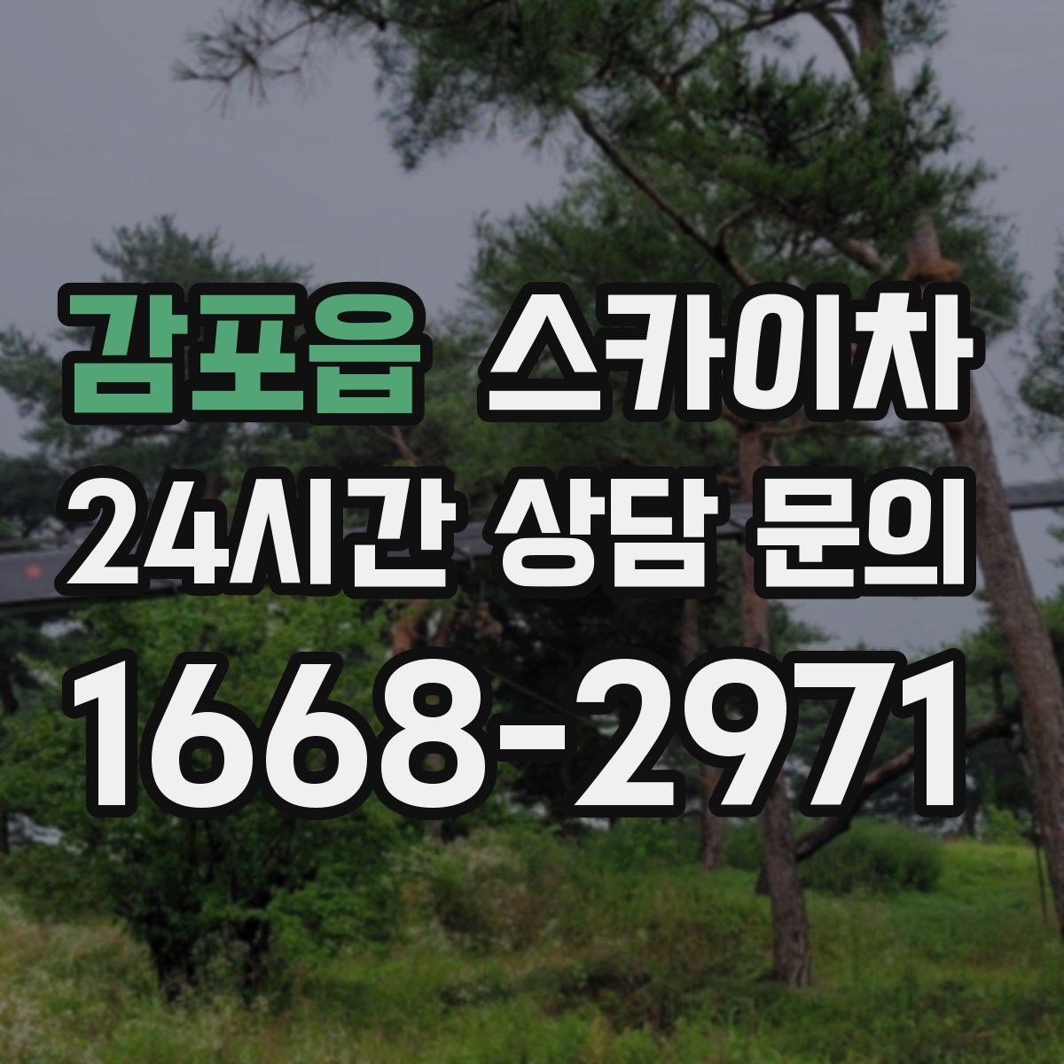 감포읍 스카이차