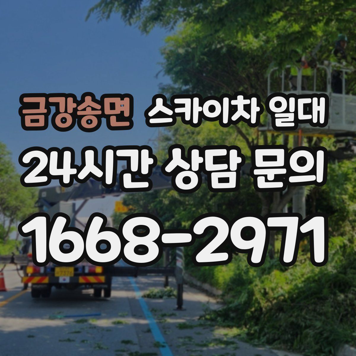 금강송면 스카이차 일대