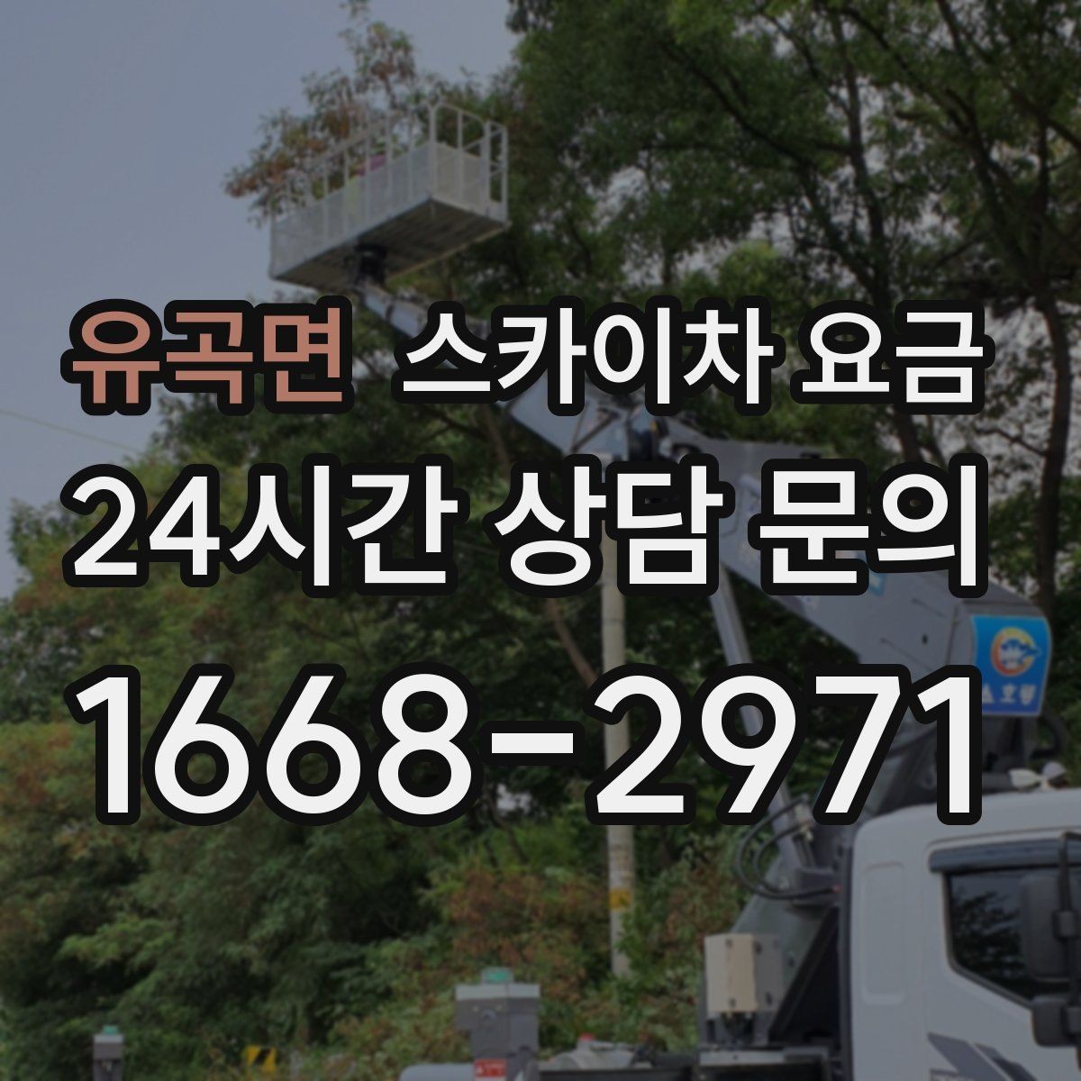 유곡면 스카이차 요금 나무 전지 작업은 가지 위치가 변수가 됩니다