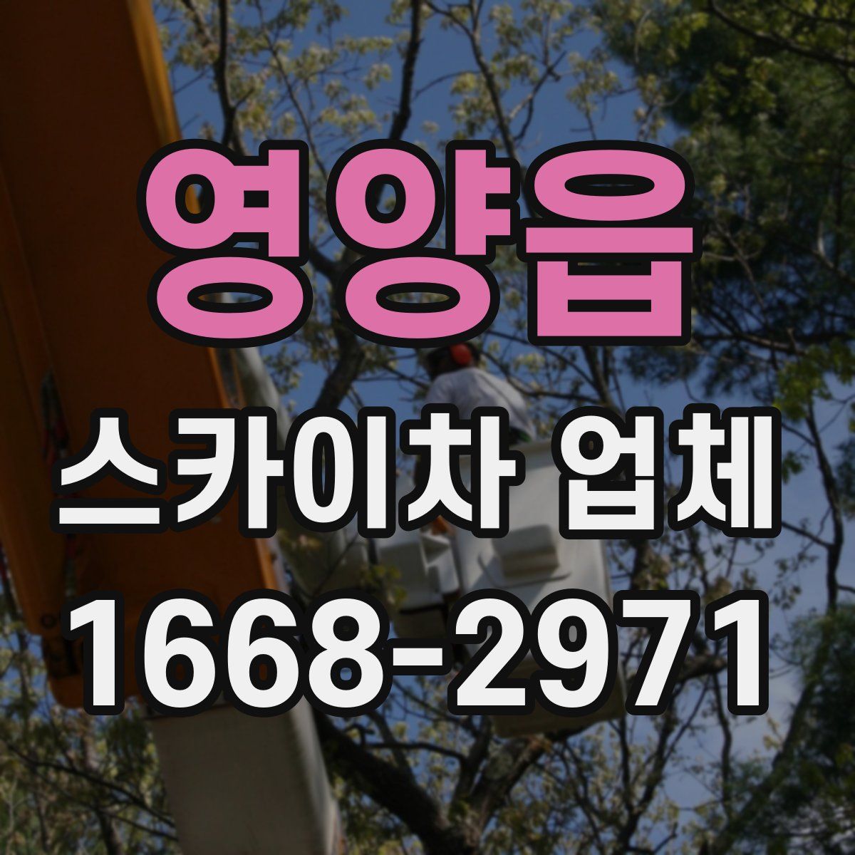 영양읍 스카이차 업체