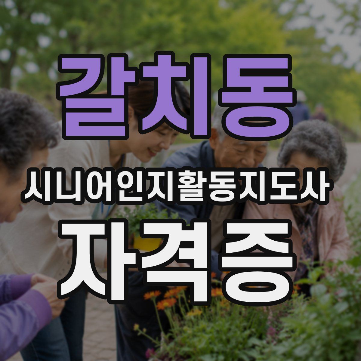 갈치동 시니어인지활동지도사 자격증