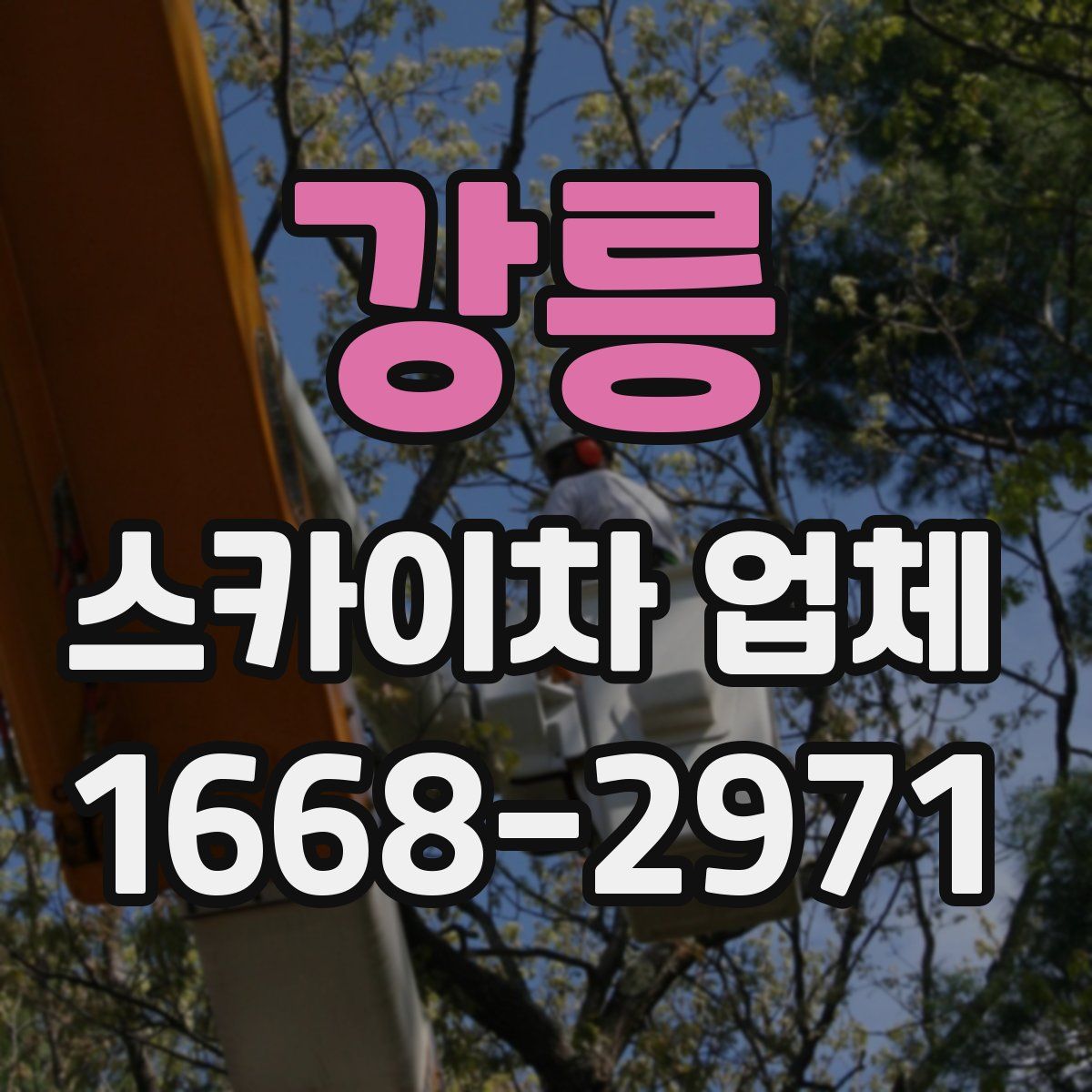 강릉 스카이차 업체