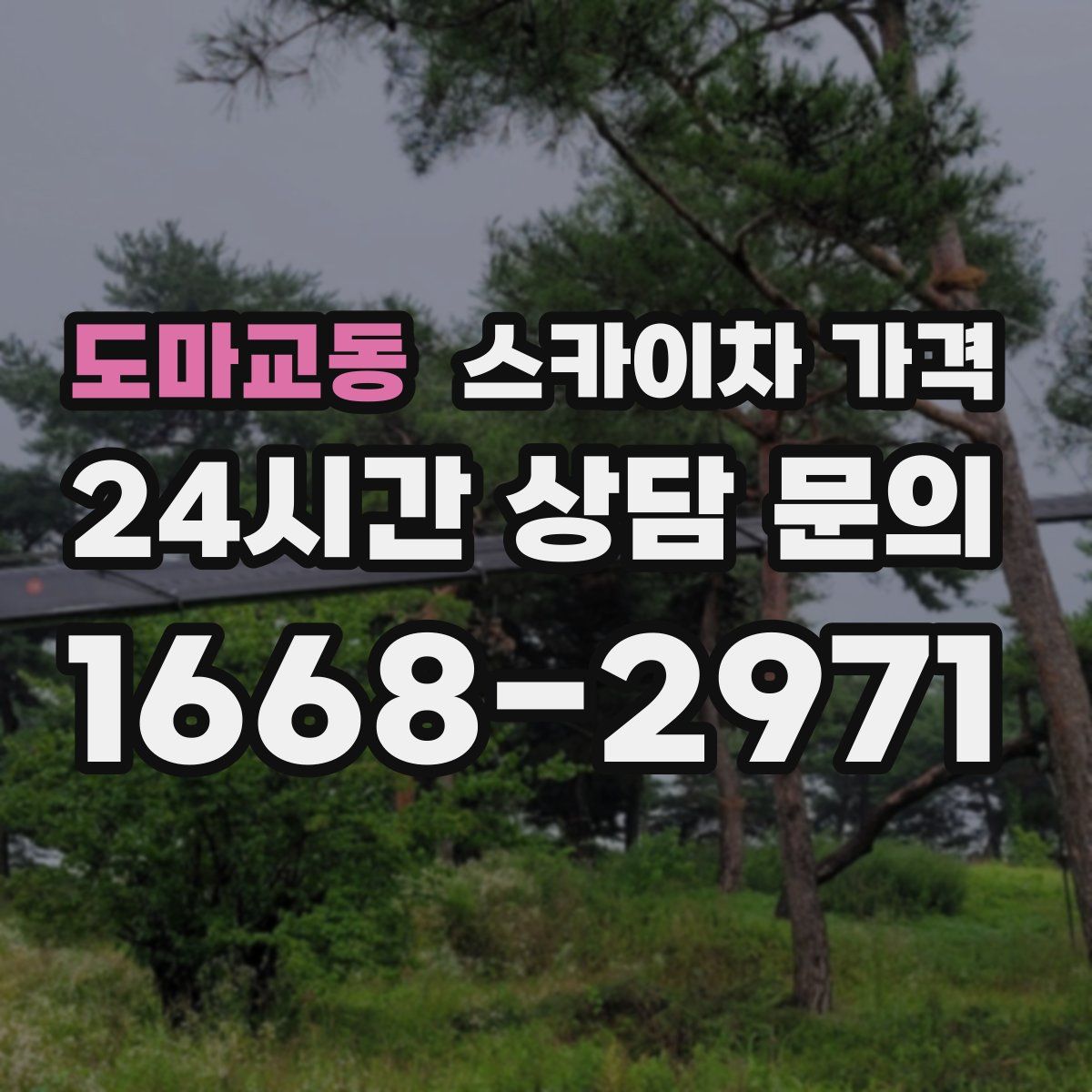 도마교동 스카이차 가격