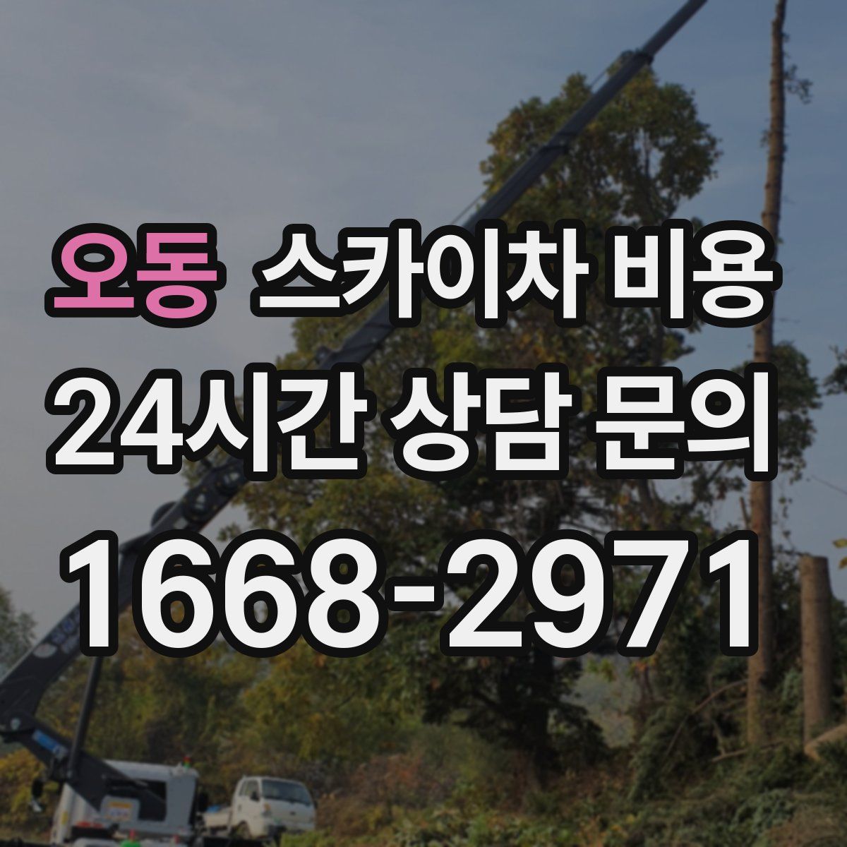 오동 스카이차 비용