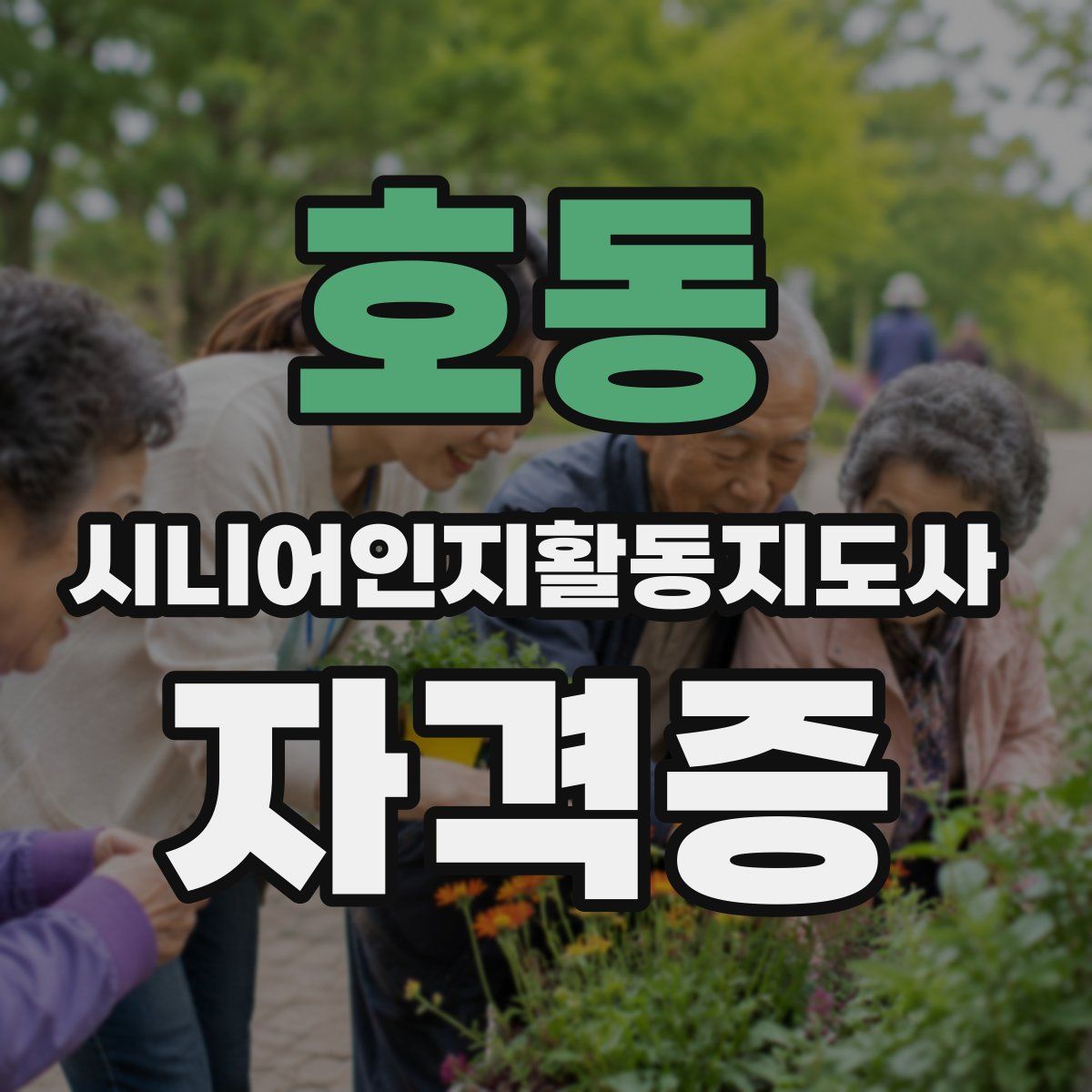호동 시니어인지활동지도사 자격증