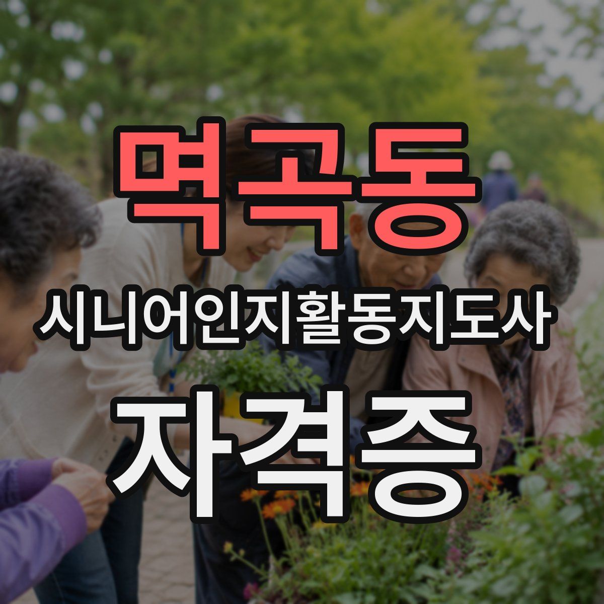 멱곡동 시니어인지활동지도사 자격증