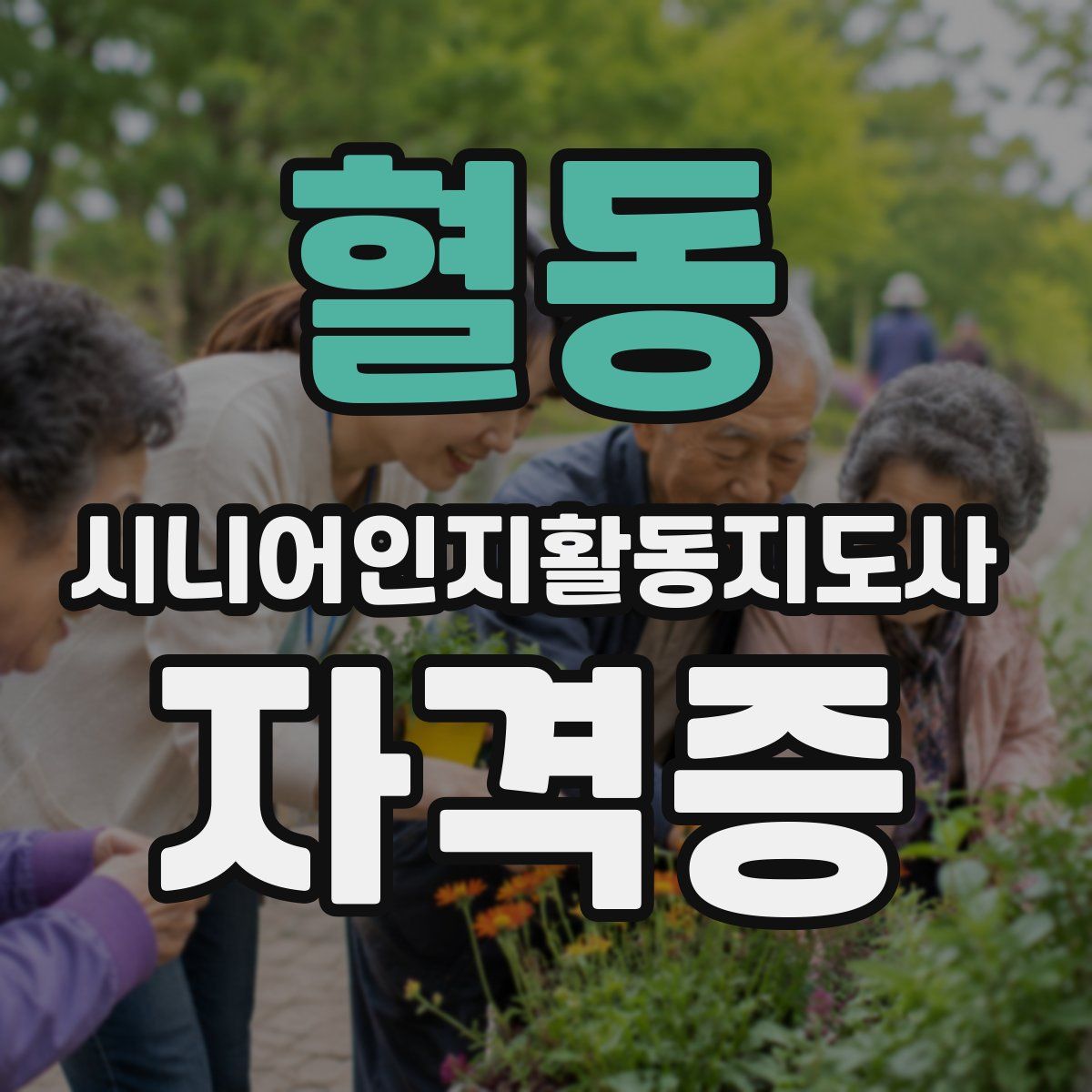 혈동 시니어인지활동지도사 자격증