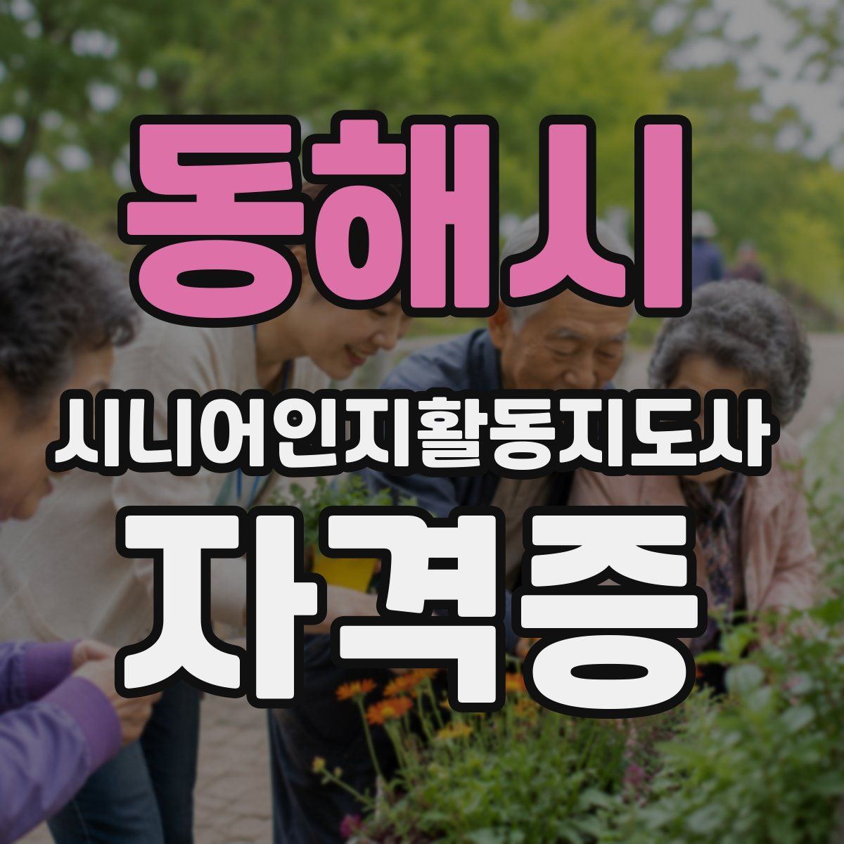 동해시 시니어인지활동지도사 자격증