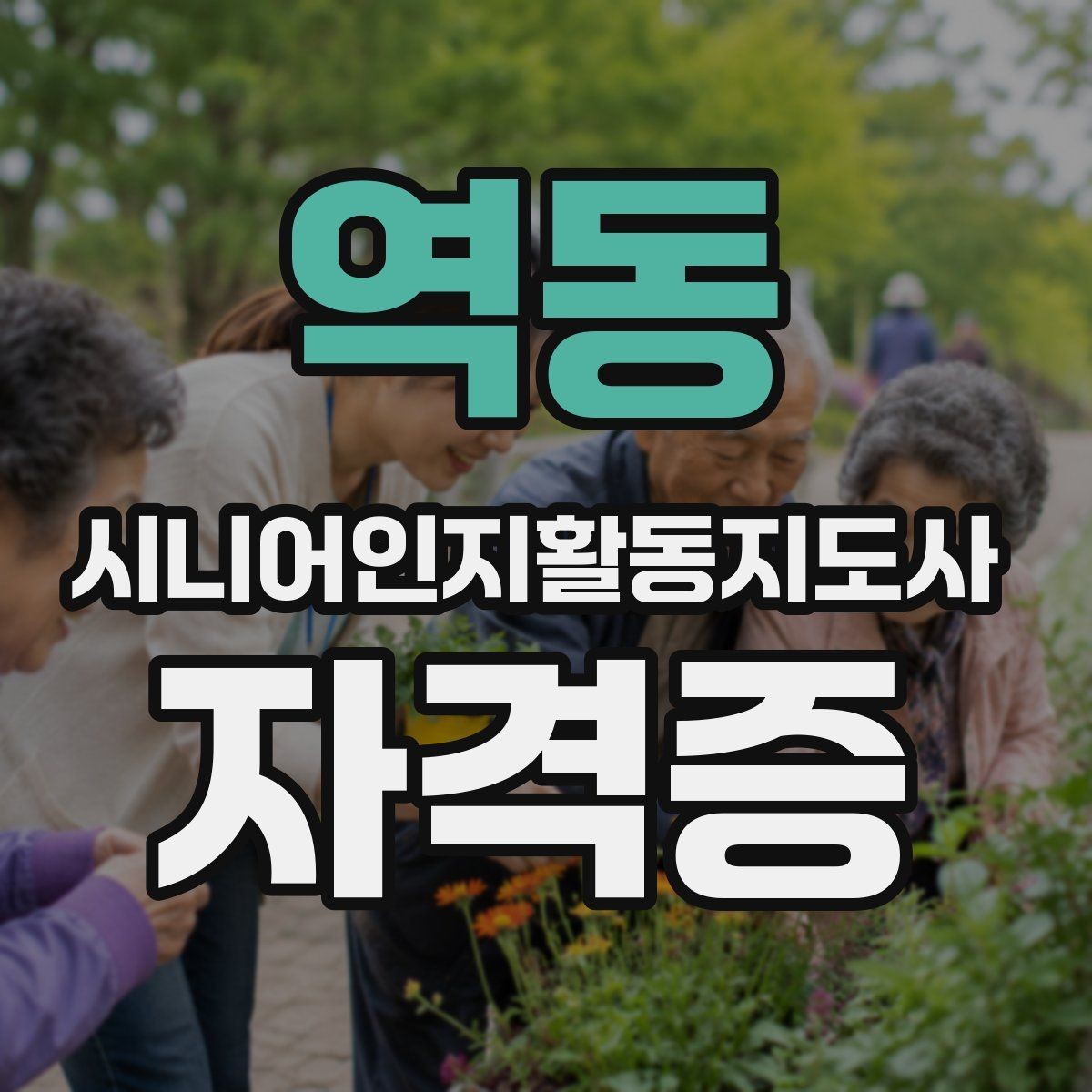 역동 시니어인지활동지도사 자격증 과정 비교와 나에게 맞는 선택