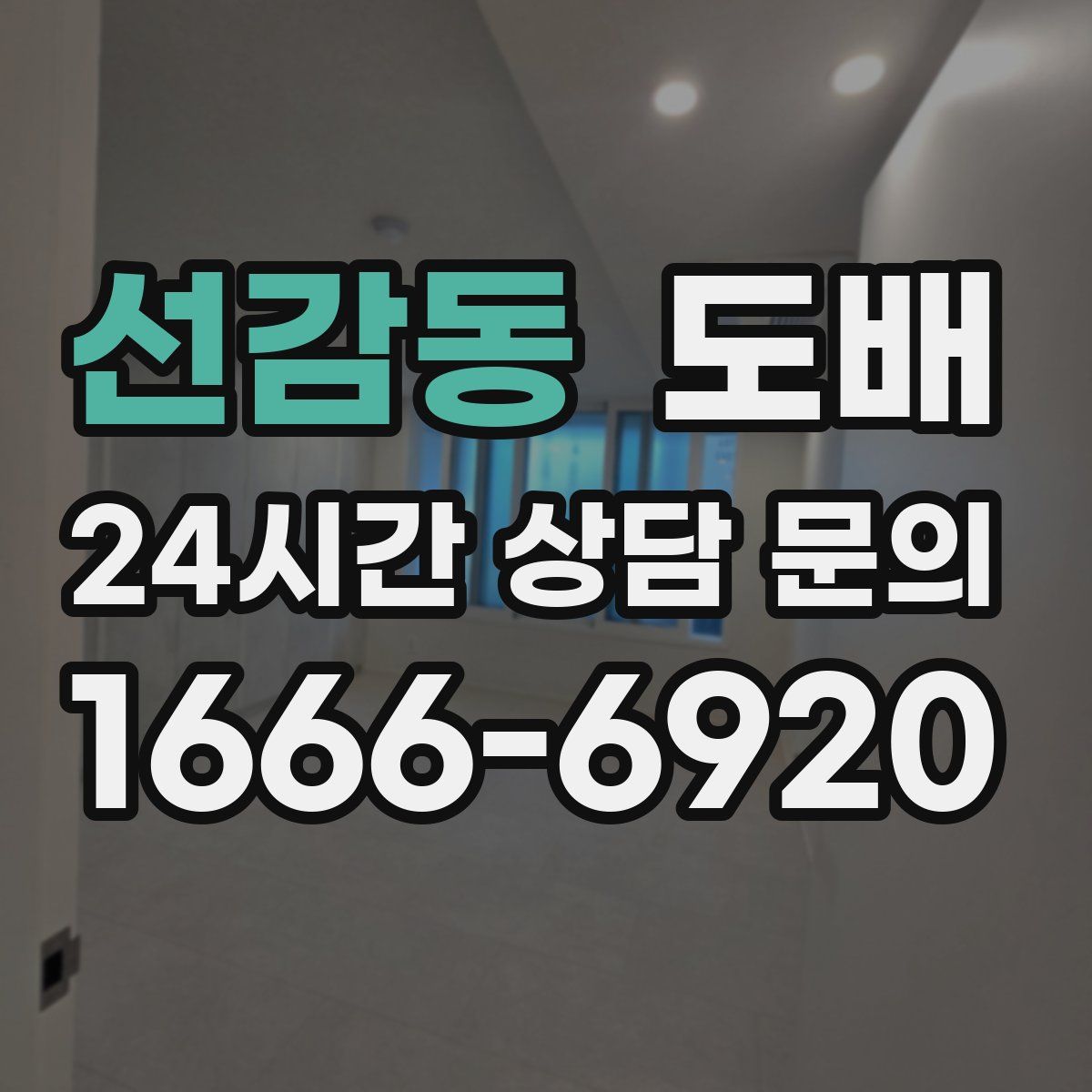 선감동 도배