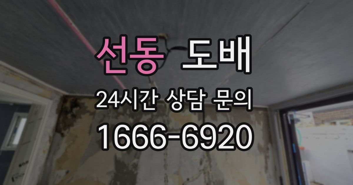 선동 도배