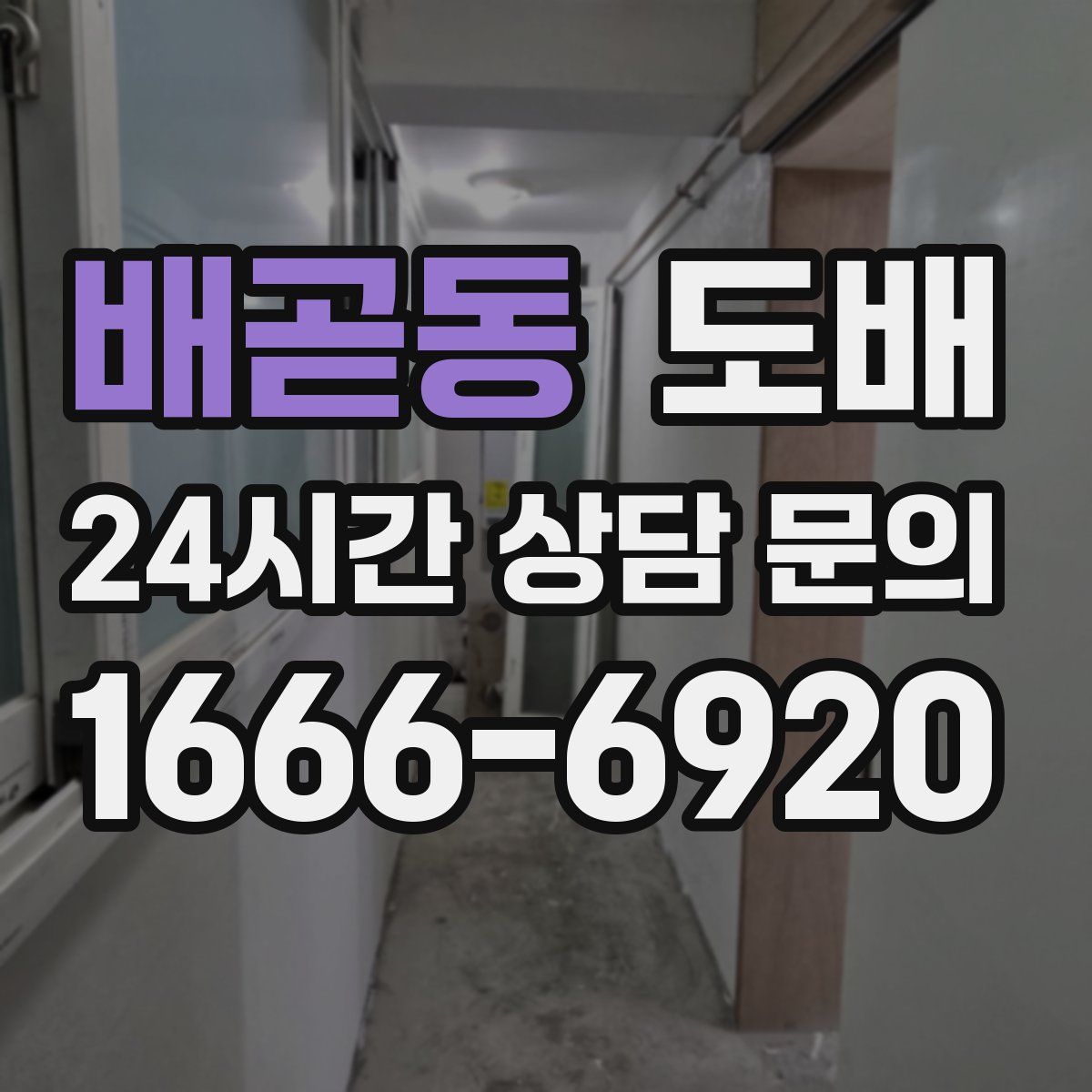 배곧동 도배