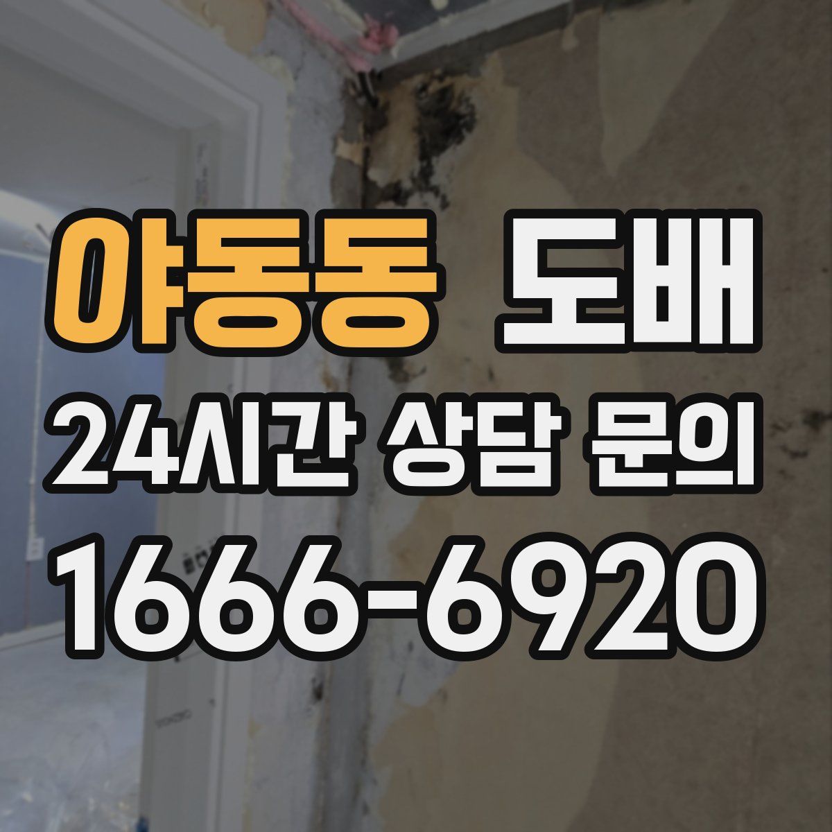 야동동 도배
