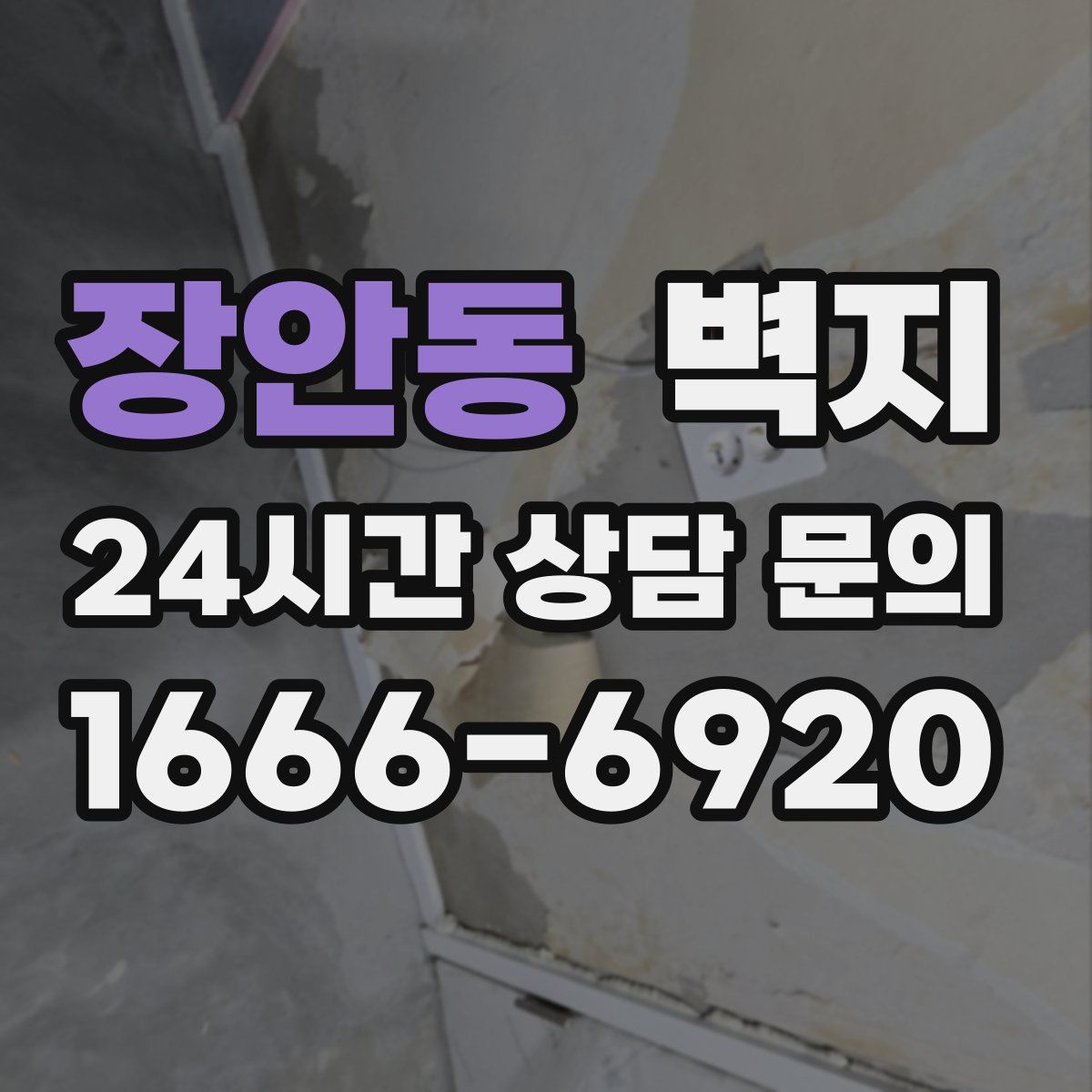 장안동 벽지
