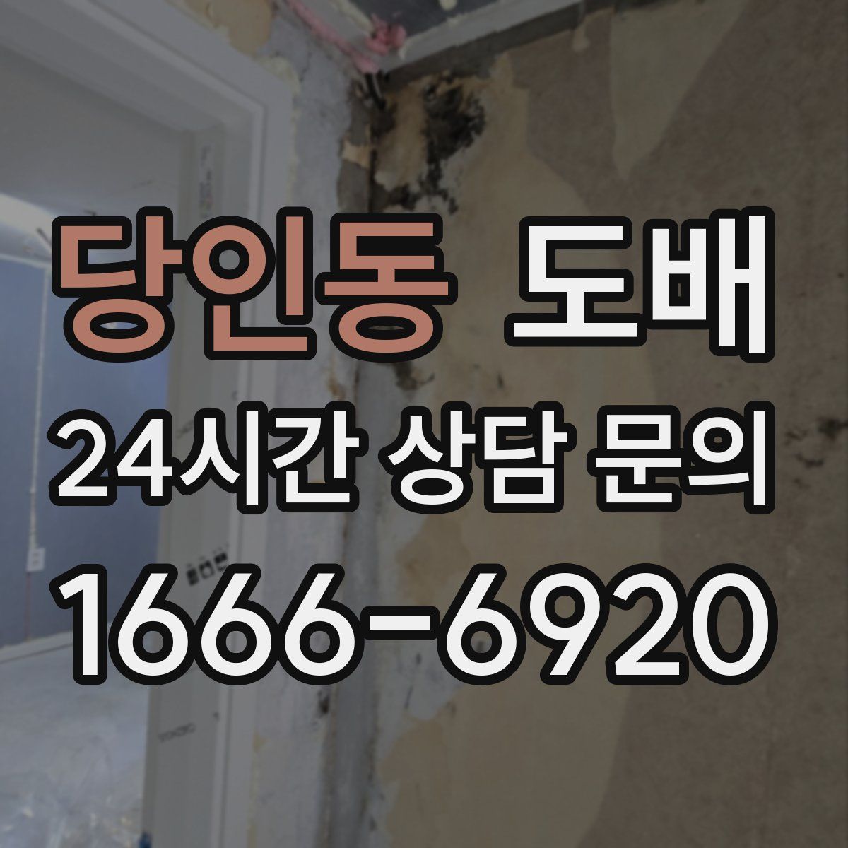 당인동 도배