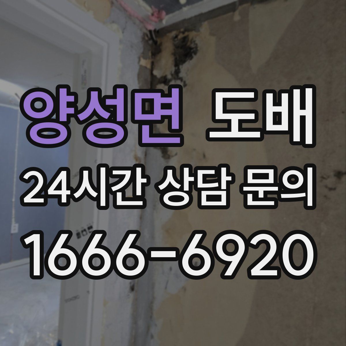 양성면 도배