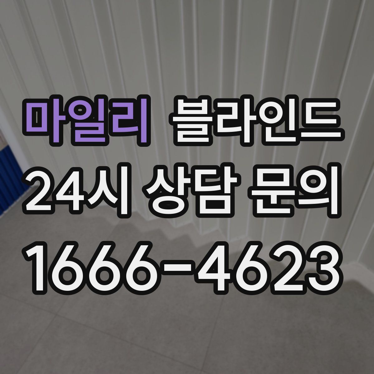마일리 블라인드