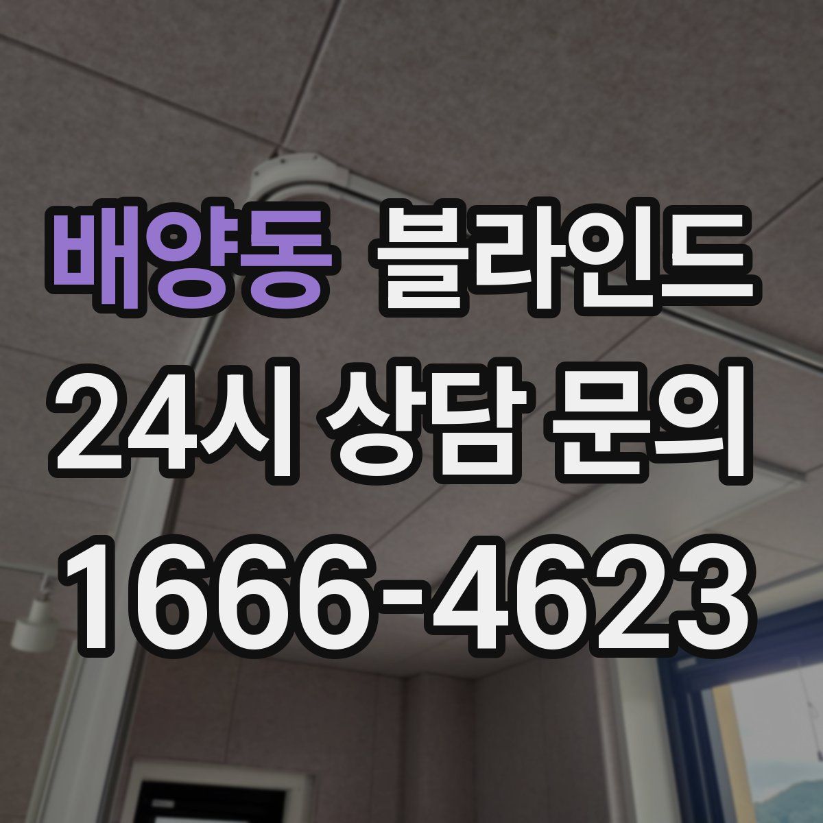 배양동 블라인드