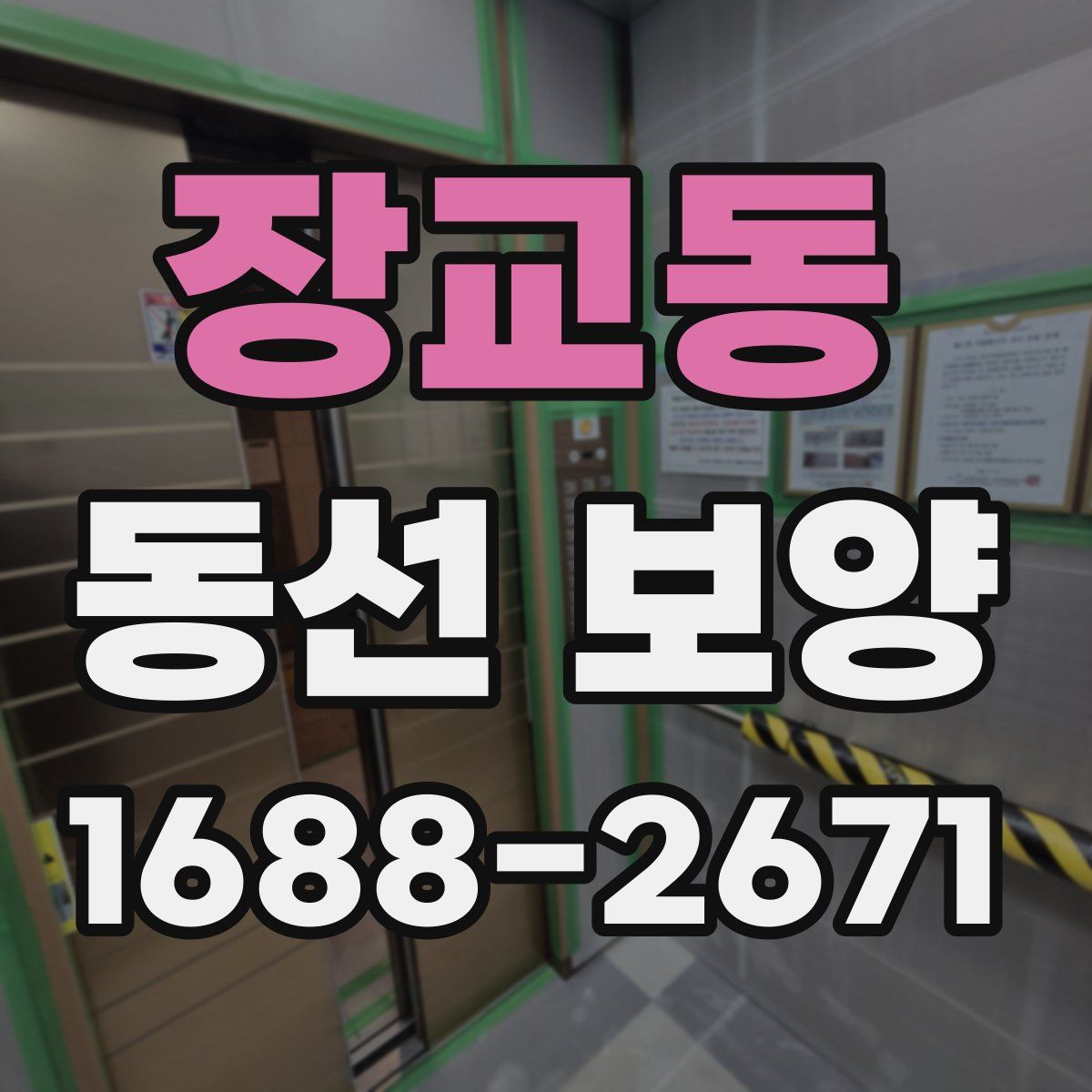 장교동 동선 보양