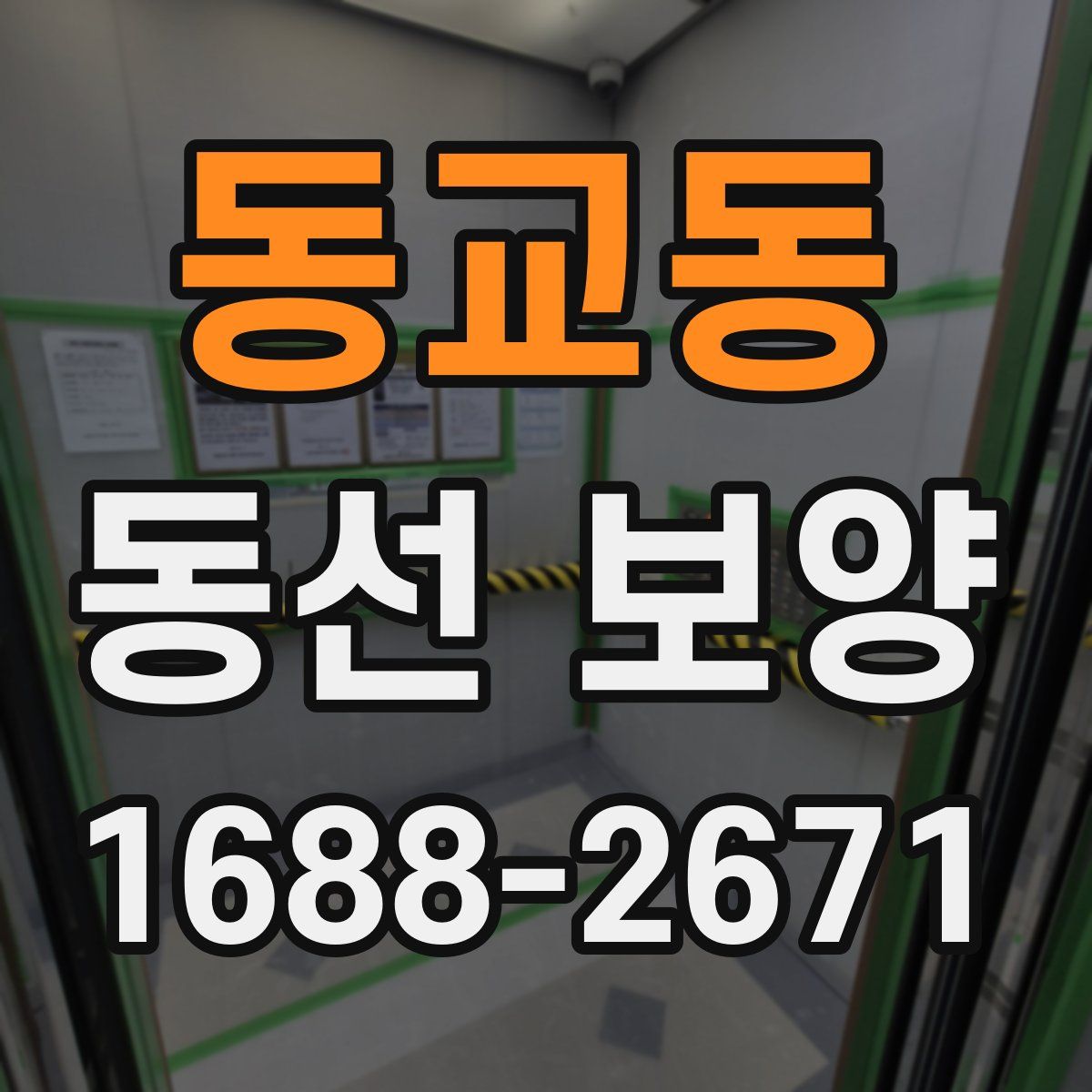 동교동 동선 보양