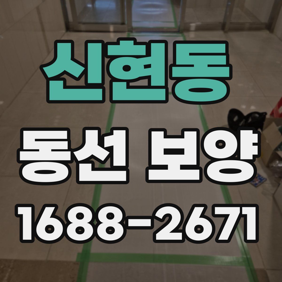 신현동 동선 보양