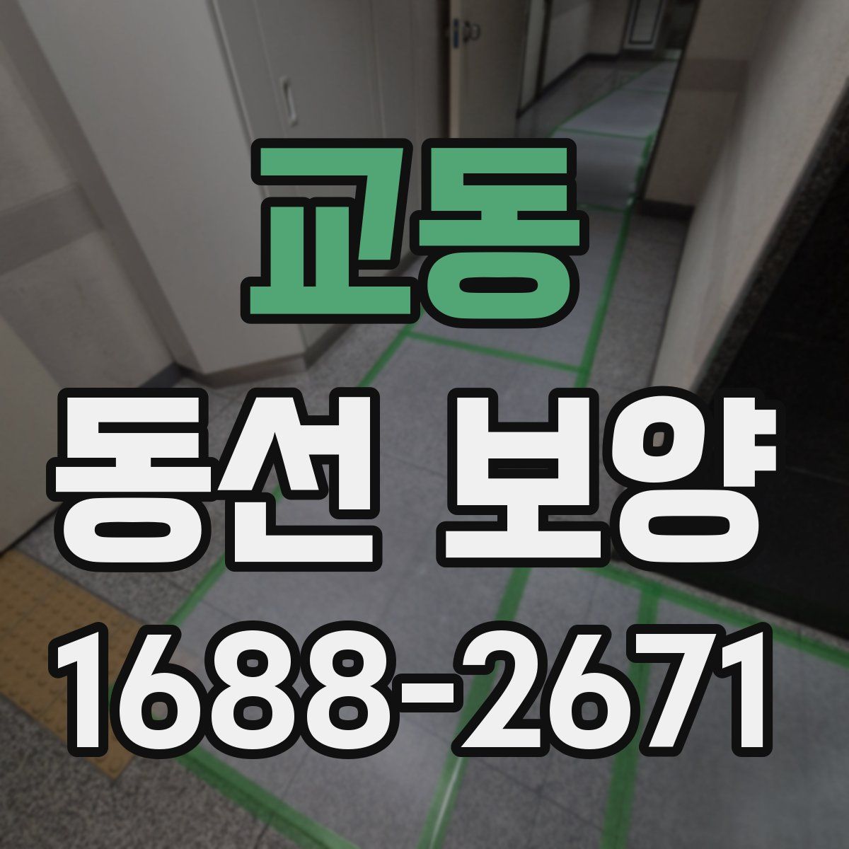 교동 동선 보양