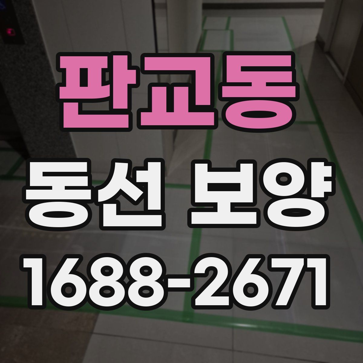 판교동 동선 보양