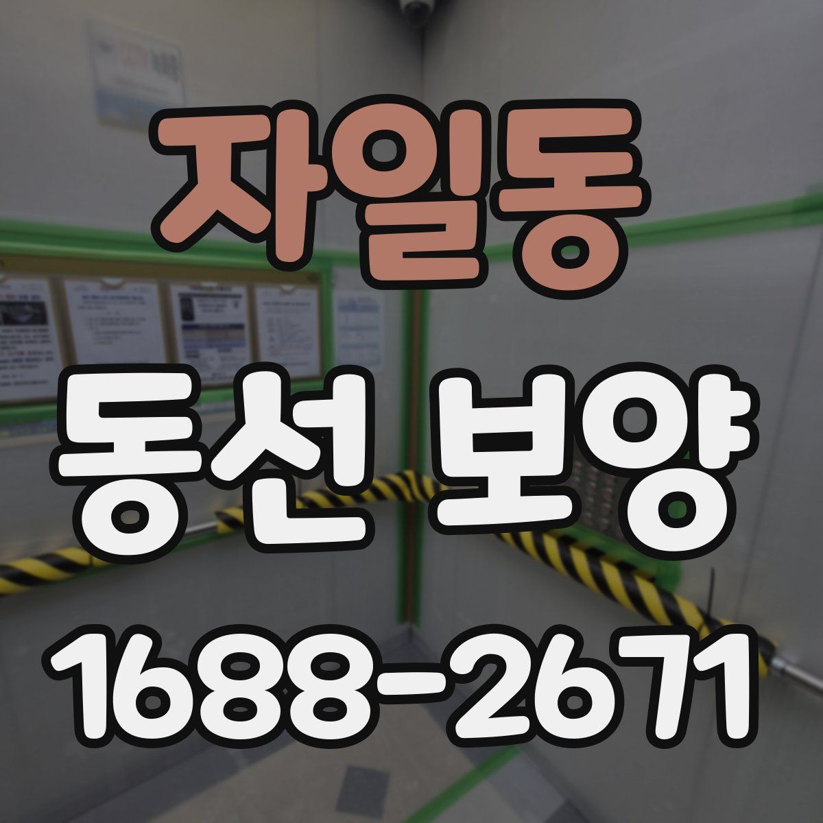 자일동 동선 보양