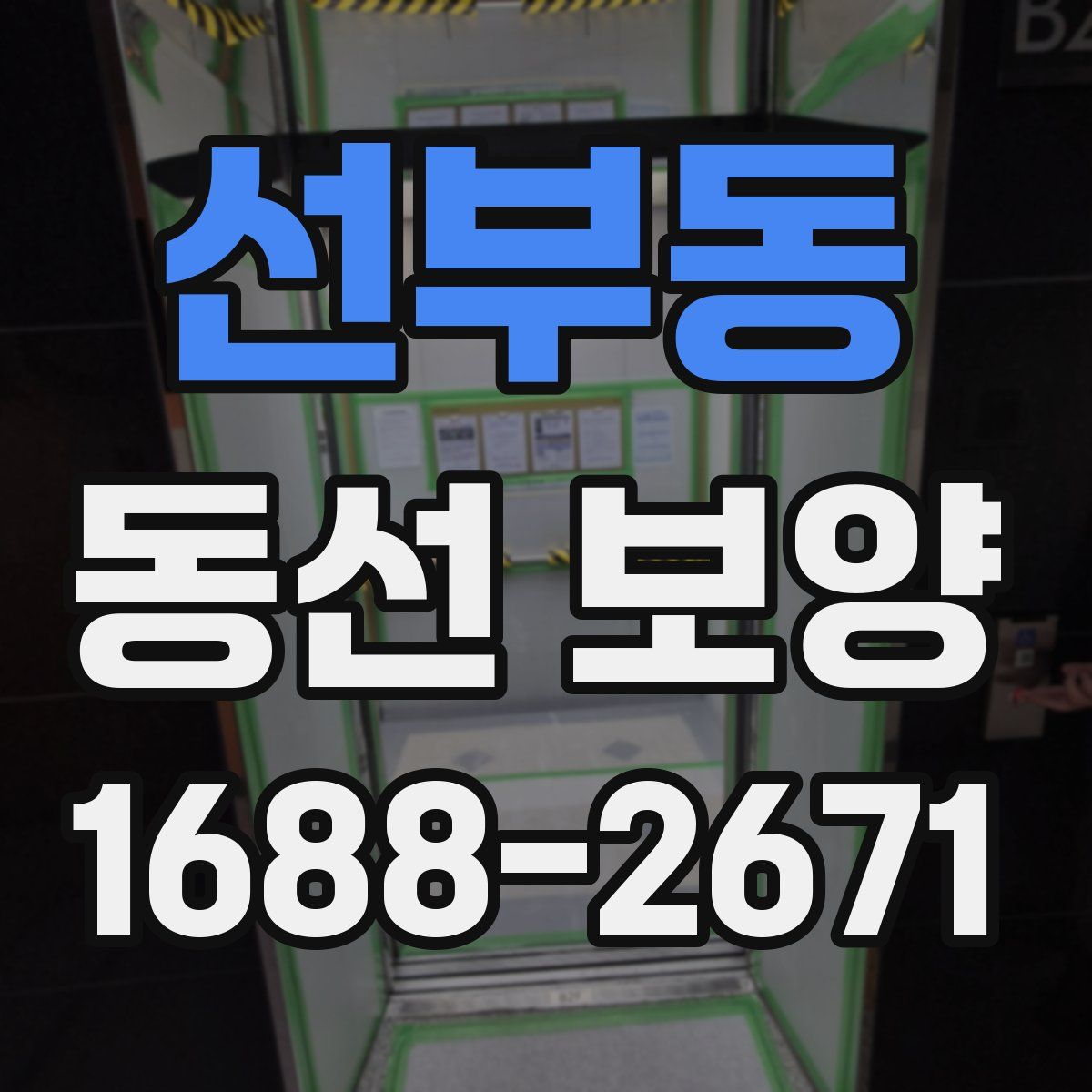 선부동 동선 보양