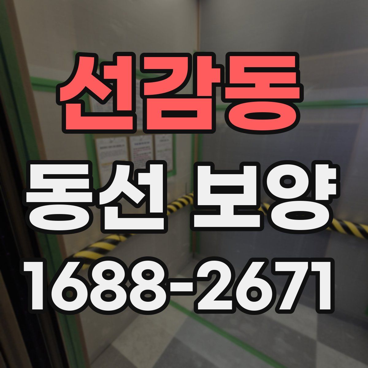 선감동 동선 보양