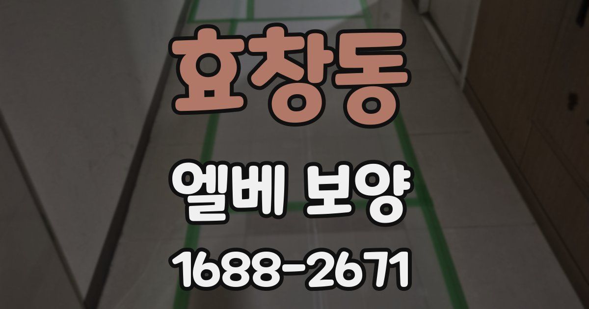 효창동 엘베 보양