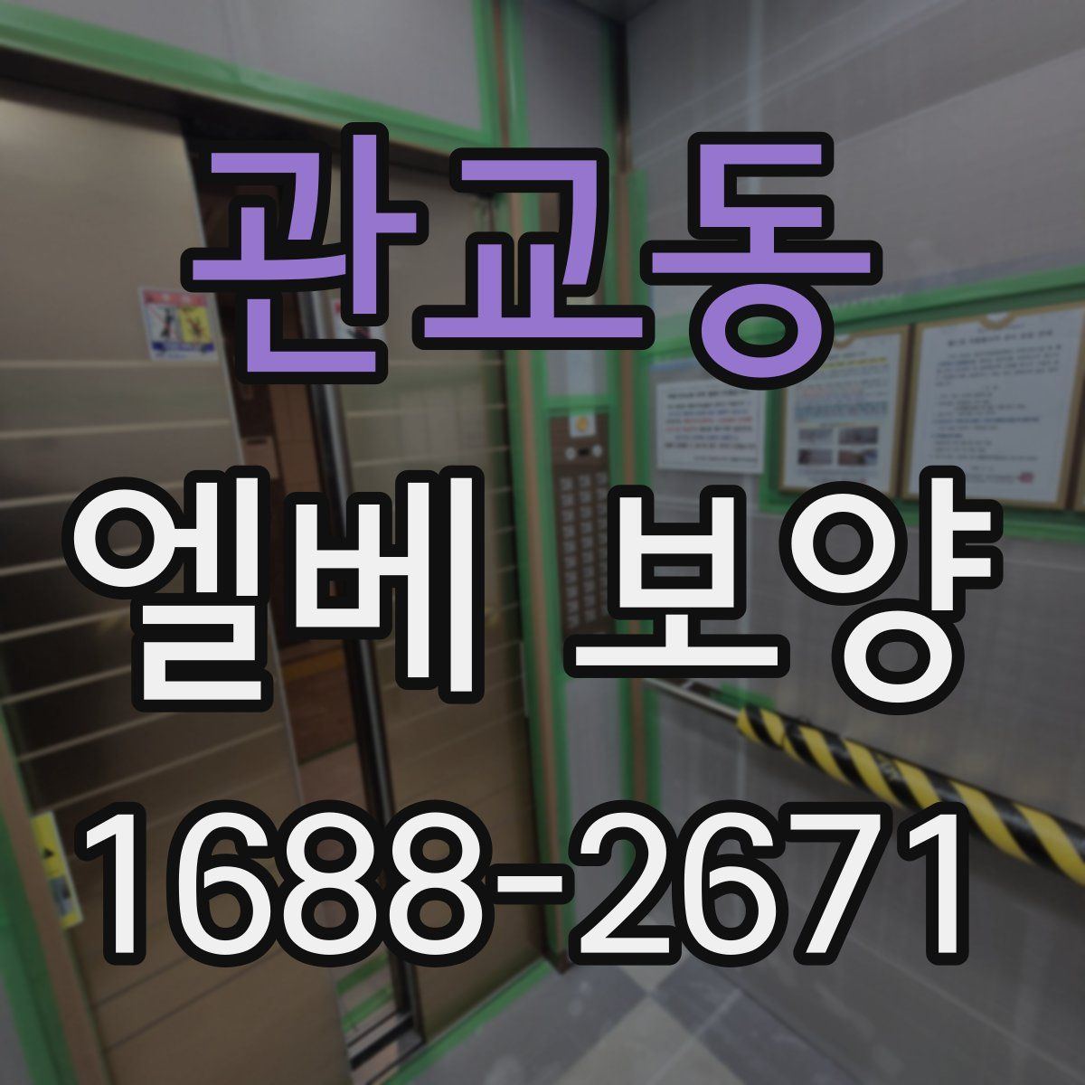 관교동 엘베 보양