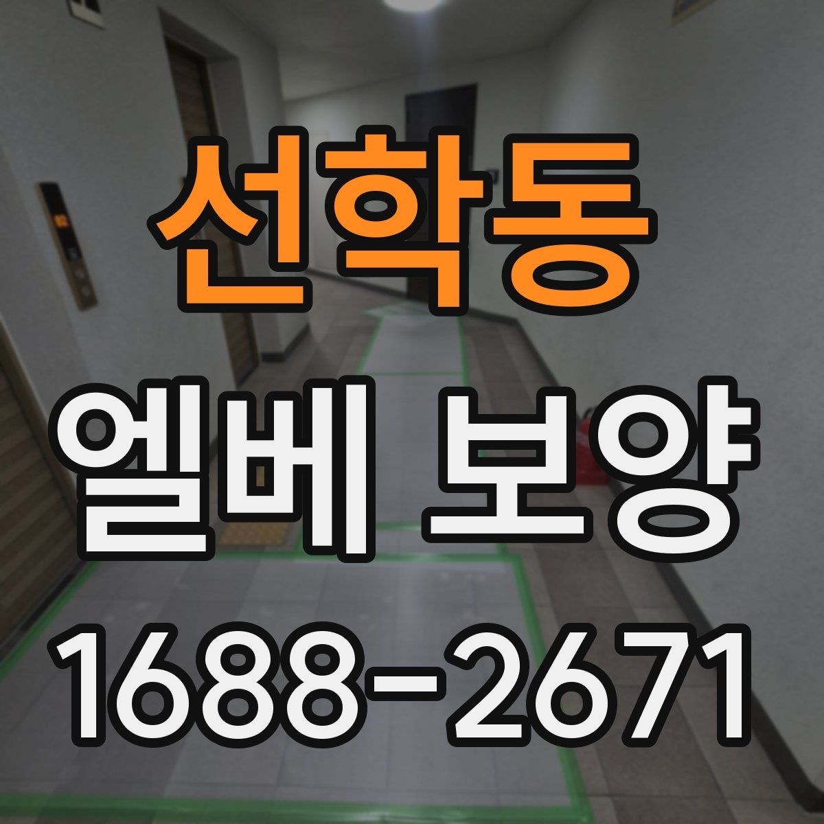 선학동 엘베 보양
