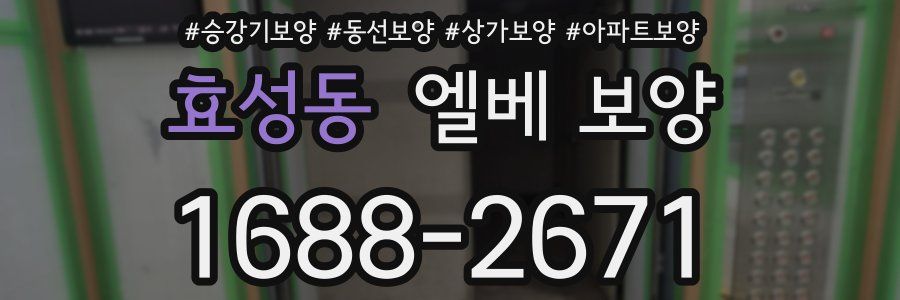 효성동 엘베 보양