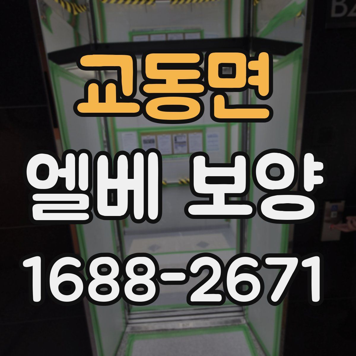 교동면 엘베 보양