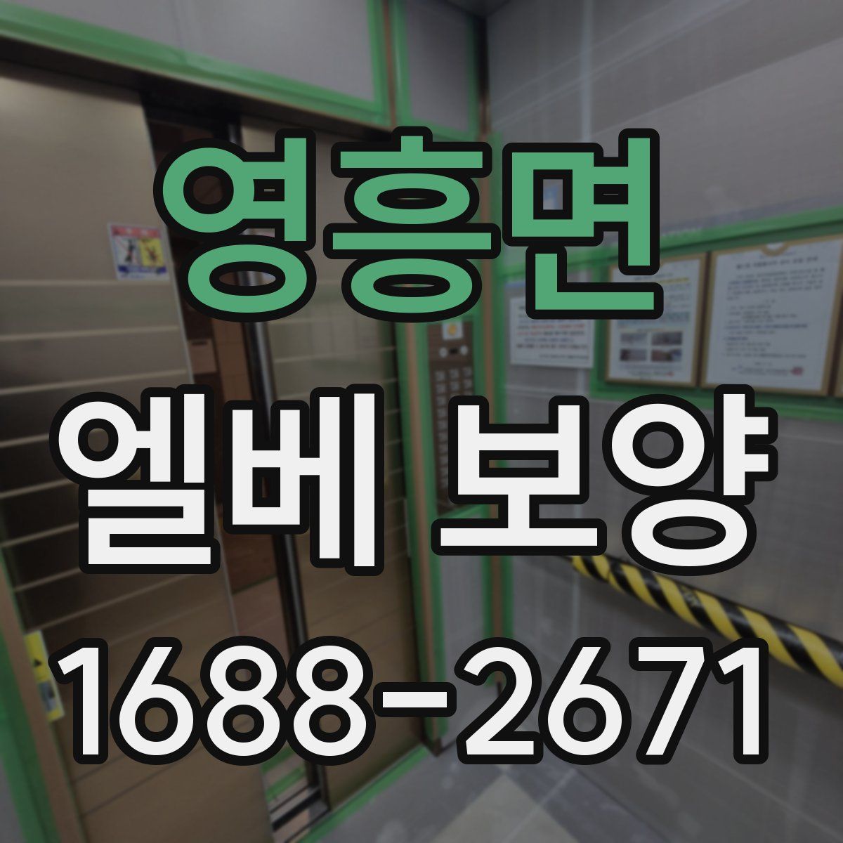 영흥면 엘베 보양