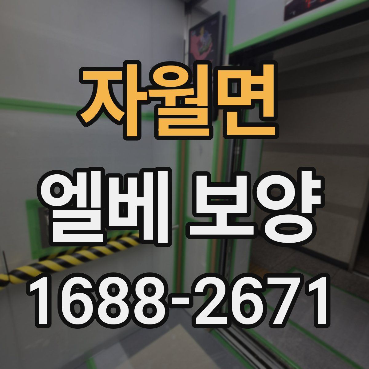자월면 엘베 보양