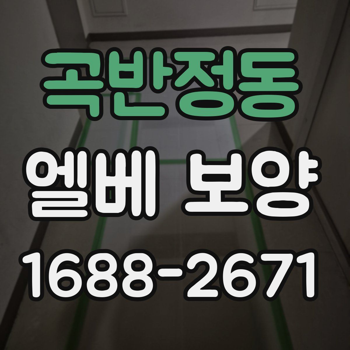 곡반정동 엘베 보양