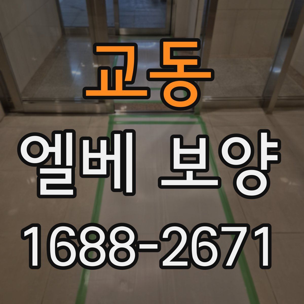교동 엘베 보양